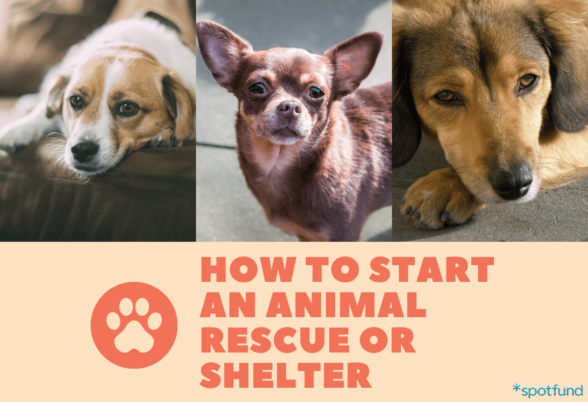 How to Start an Animal Rescue or Shelter in 7 Steps